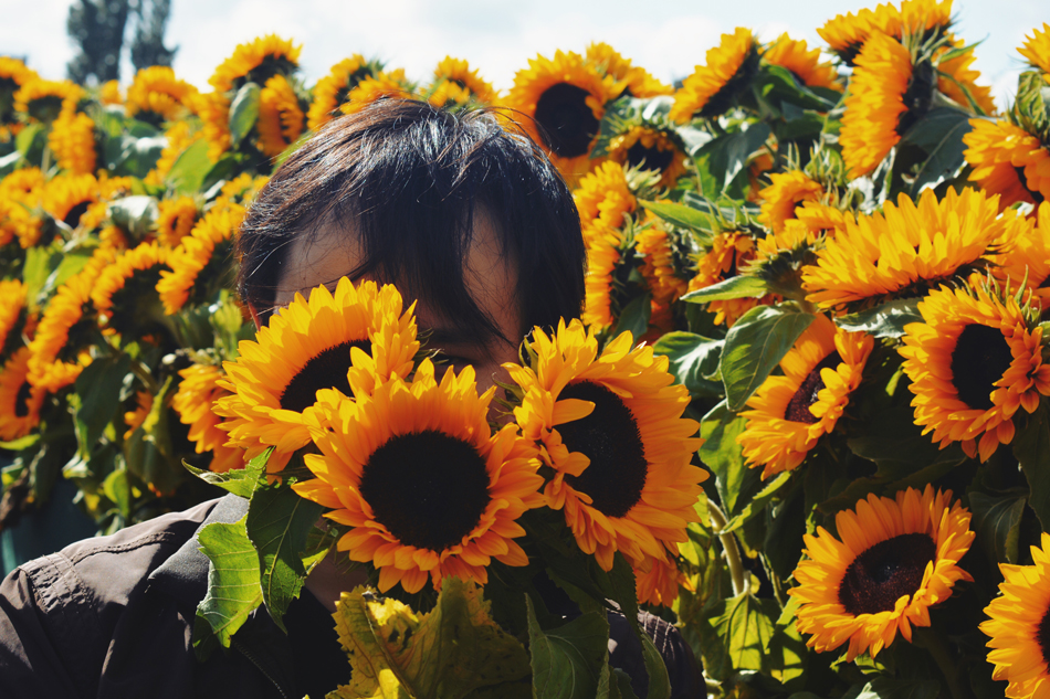 Paula Abrahao | BLOG - Van Gogh's Sunflowers