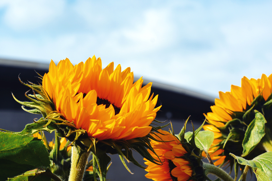 Paula Abrahao | BLOG - Van Gogh's Sunflowers