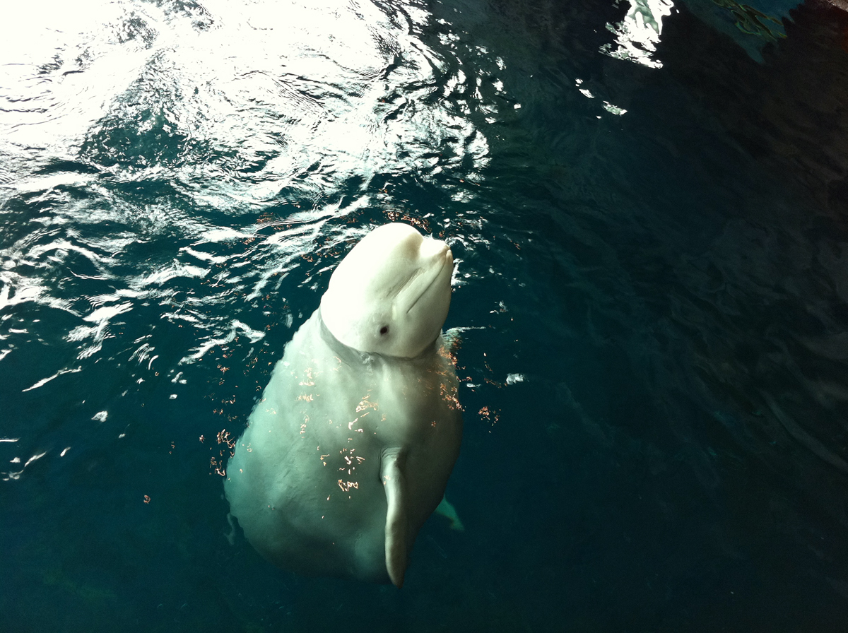 Nunavik @ Shedd Aquarium - Abbott Oceanarium