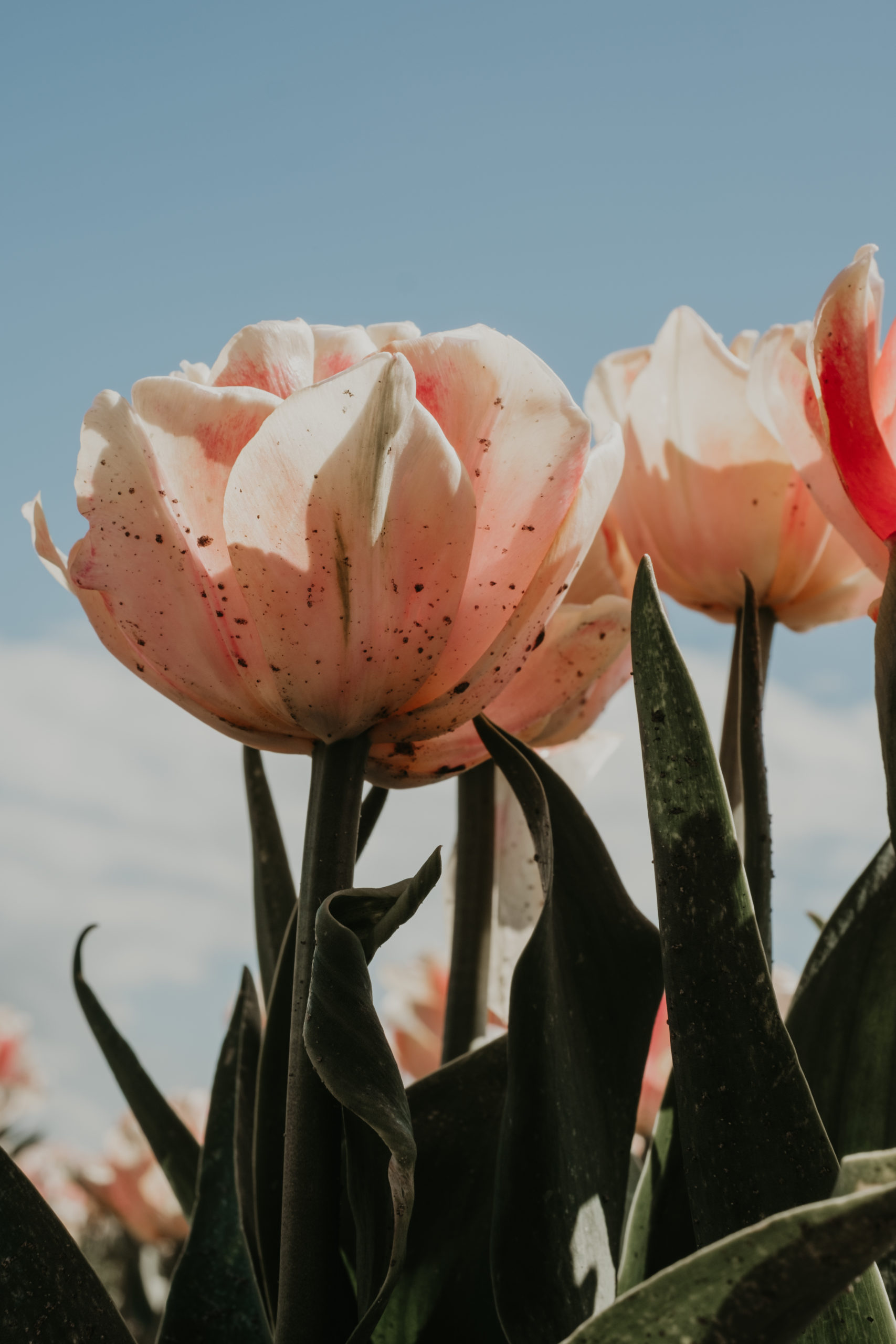 tulipas rosa fotografadas de baixo para cima, com pontinhos de terra nas petálas